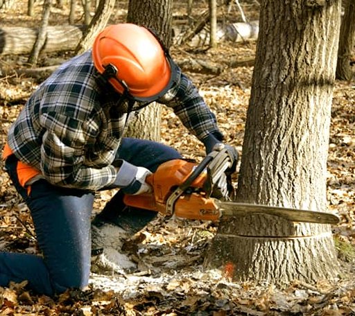Tree Removal in Bat Cave, NC